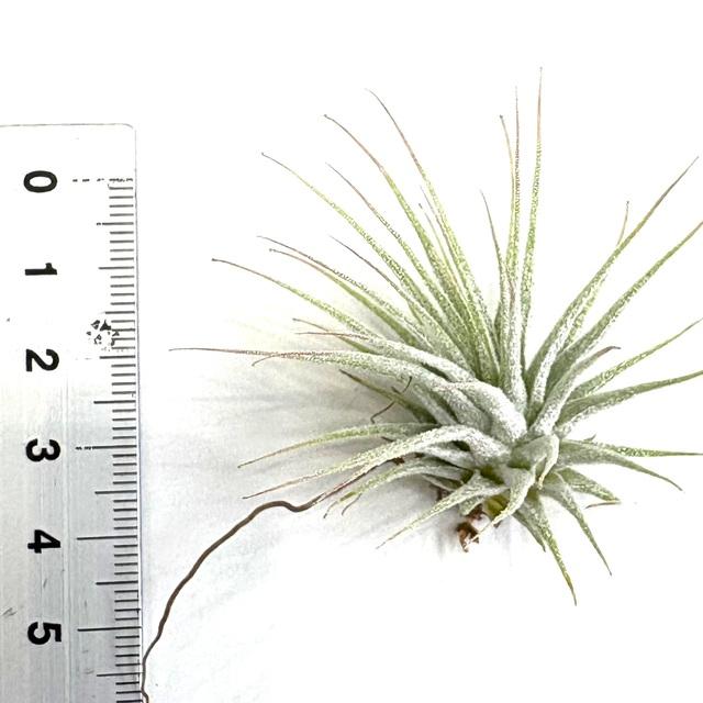 現品) チランジア イオナンタ 'ミニマウス' (No.22201) (エアー