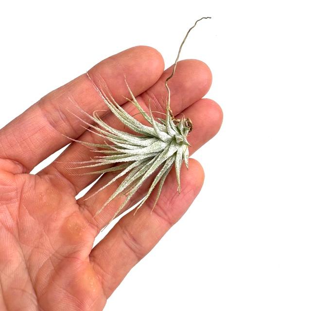 現品) チランジア イオナンタ 'ミニマウス' (No.22201) (エアー