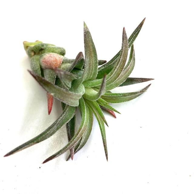 Ionantha vanhyningii 斑入り イオナンタ バンハイニンギー 【公式通販】