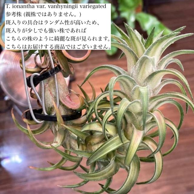現品) チランジア イオナンタ バンハイニンギー 斑入り (No.22208 