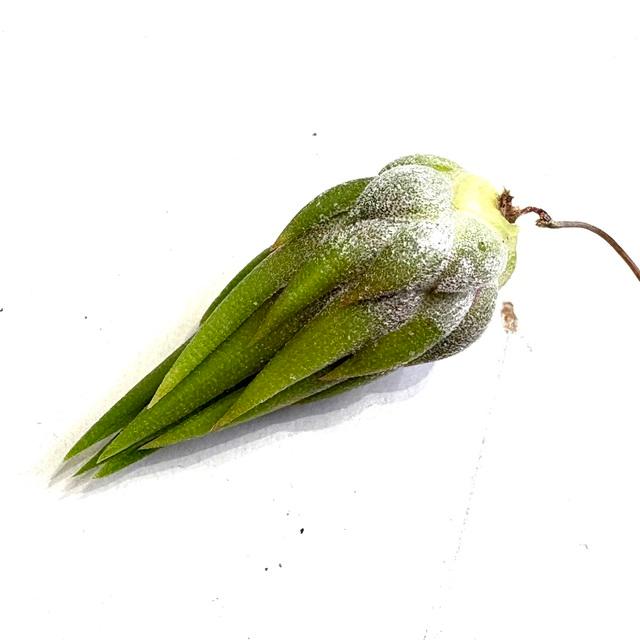 現品) チランジア イオナンタ 'アプレタード' (RFI) (No.22220