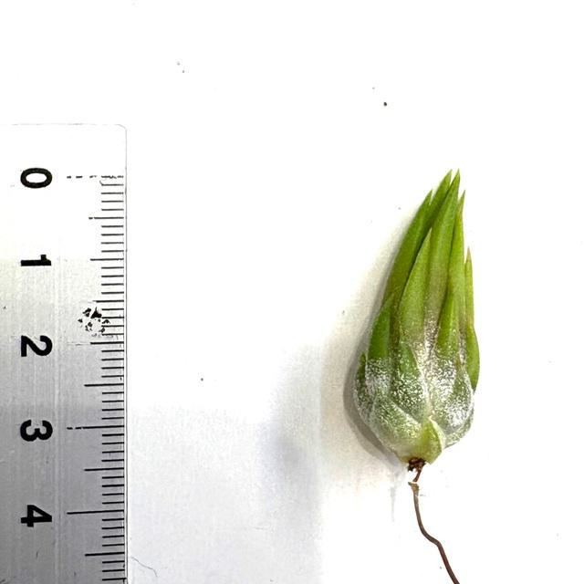 現品) チランジア イオナンタ 'アプレタード' (RFI) (No.22220