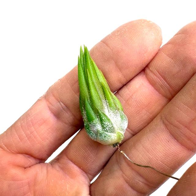 現品) チランジア イオナンタ 'アプレタード' (RFI) (No.22220