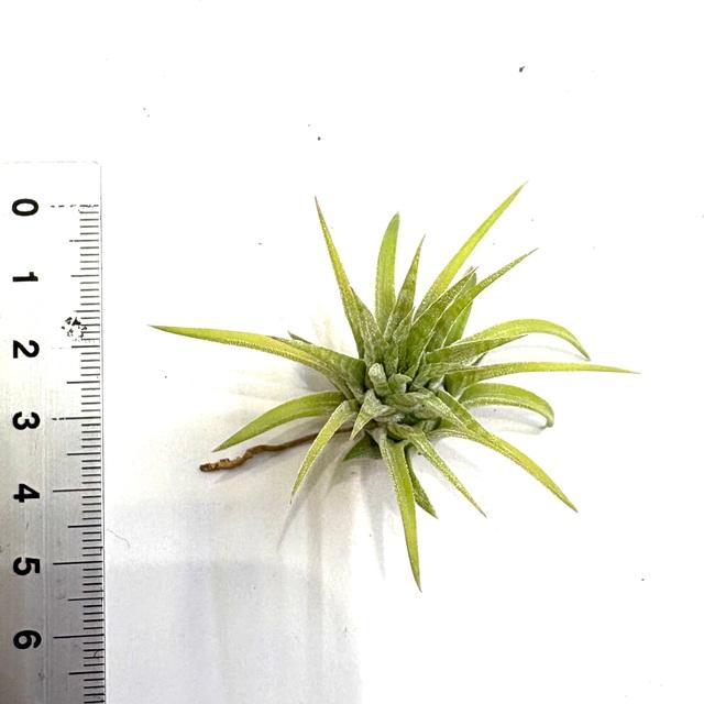 現品) チランジア イオナンタ 'メキシカンゼブラ' (No.22221) (エアー