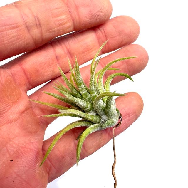 現品) チランジア イオナンタ 'メキシカンゼブラ' (No.22221) (エアー