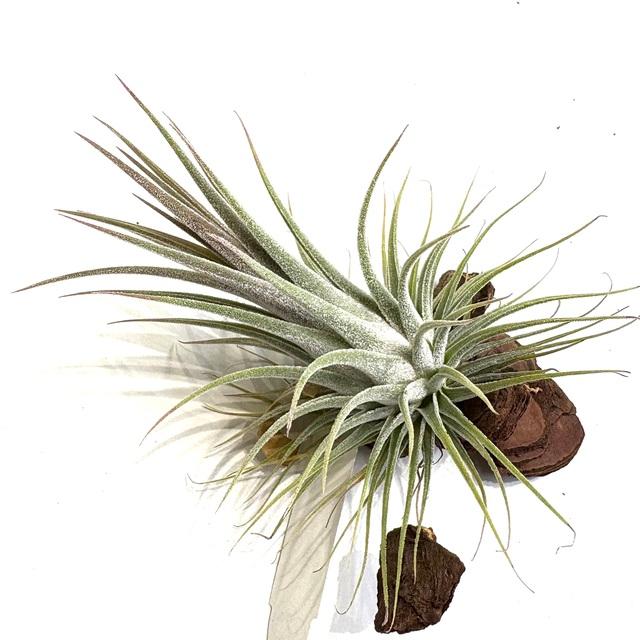 現品) チランジア 交配種(イオナンタ フエゴ × エーレルシアナ) (No