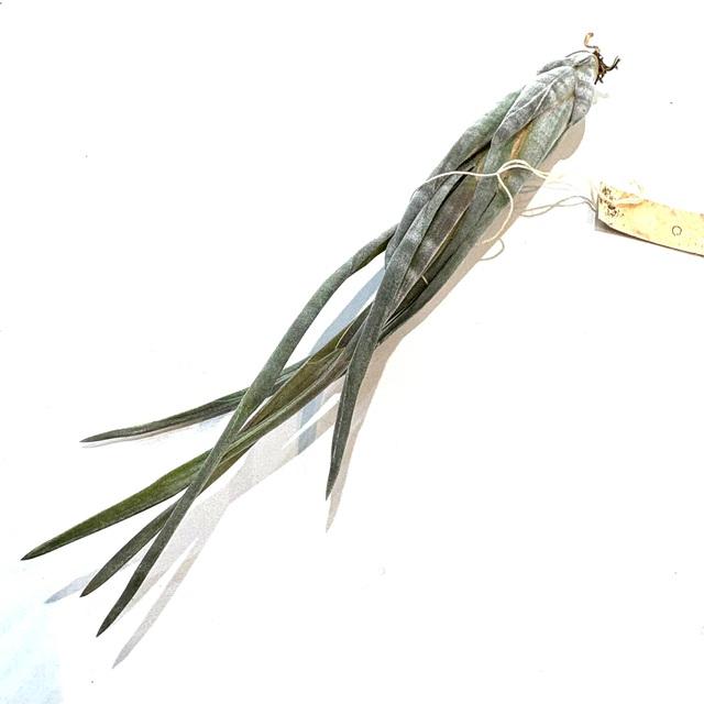 現品) チランジア スブリフェラ (No.22238) (エアープランツ