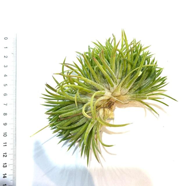 現品) チランジア イオナンタ 'クレステッドフォーム' (No.22254