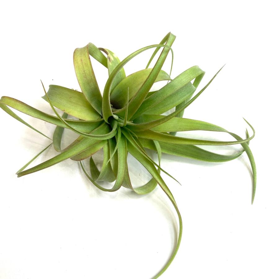 現品) チランジア 交配種 (ストレプトフィラ × キセログラフィカ) (No