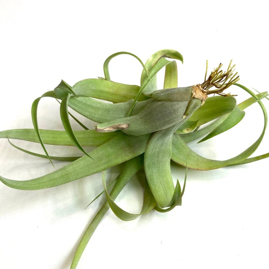 購入不可 チランジア カルビンスキアーナ(クランプ) 初入荷❗ 購入不可 チランジア カルビンスキアーナ(クランプ) 初入荷❗