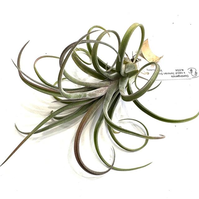 現品) チランジア (ドミンゲンシス × カプトメデューサ ソノランスノー