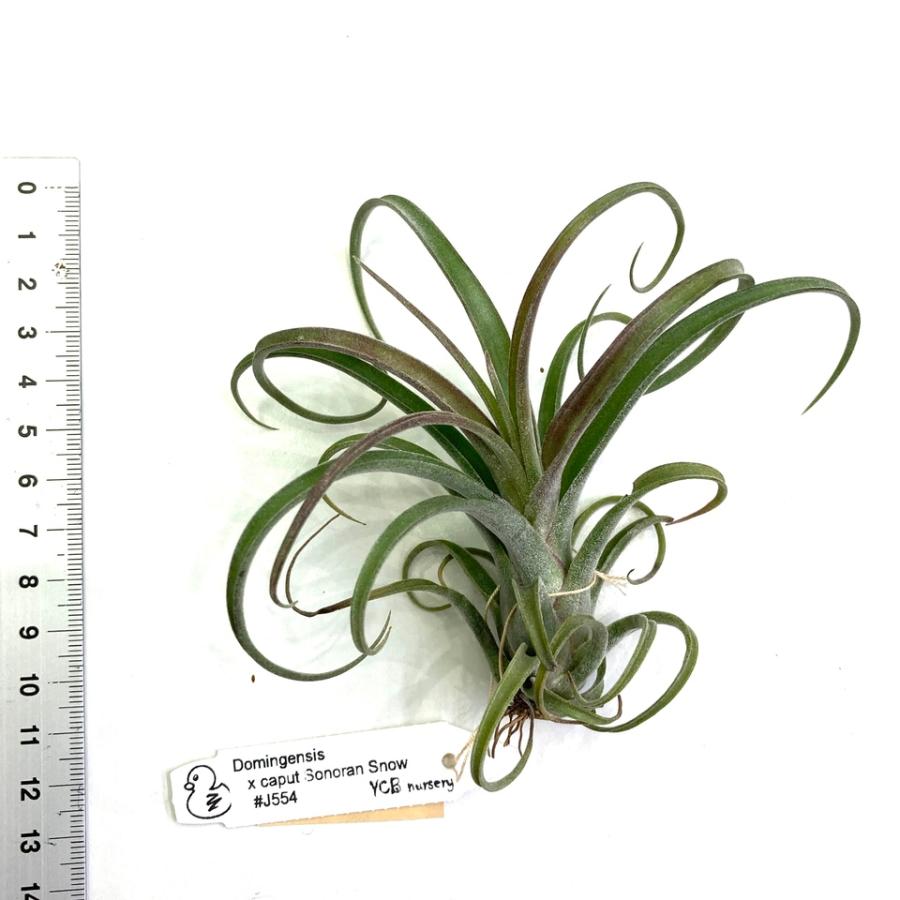 m*n様 Tillandsia caput-medusae ’Sonoran S Tillandsia caput-medusae Sonoran Snow – Tillandsia In Hawaii