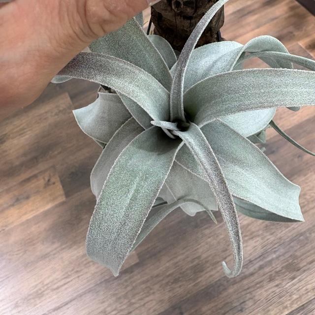 現品) チランジア 'ビーコレアーレ' (No.22297) (エアープランツ