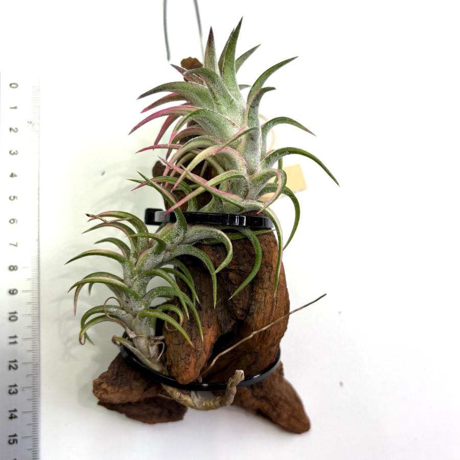 現品) チランジア イオナンタ バンハイニンギー 斑入り (No