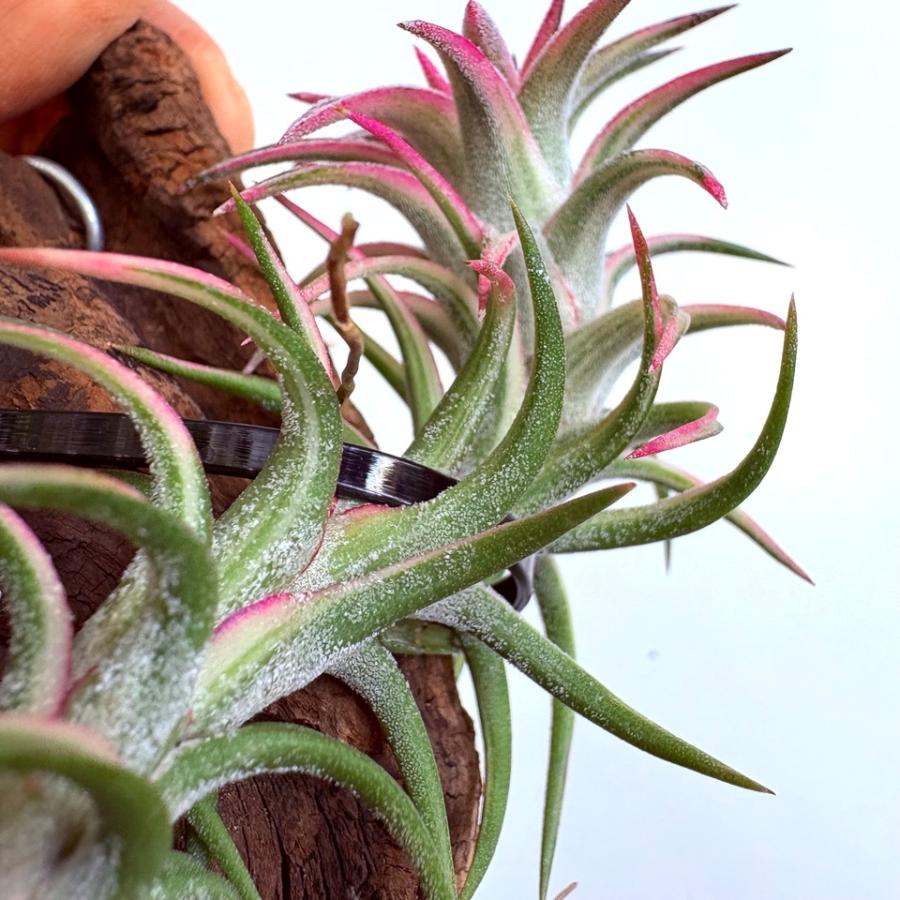 Ionantha vanhyningii 斑入り イオナンタ バンハイニンギー Ionantha vanhyningii 斑入り イオナンタ バンハイニンギー