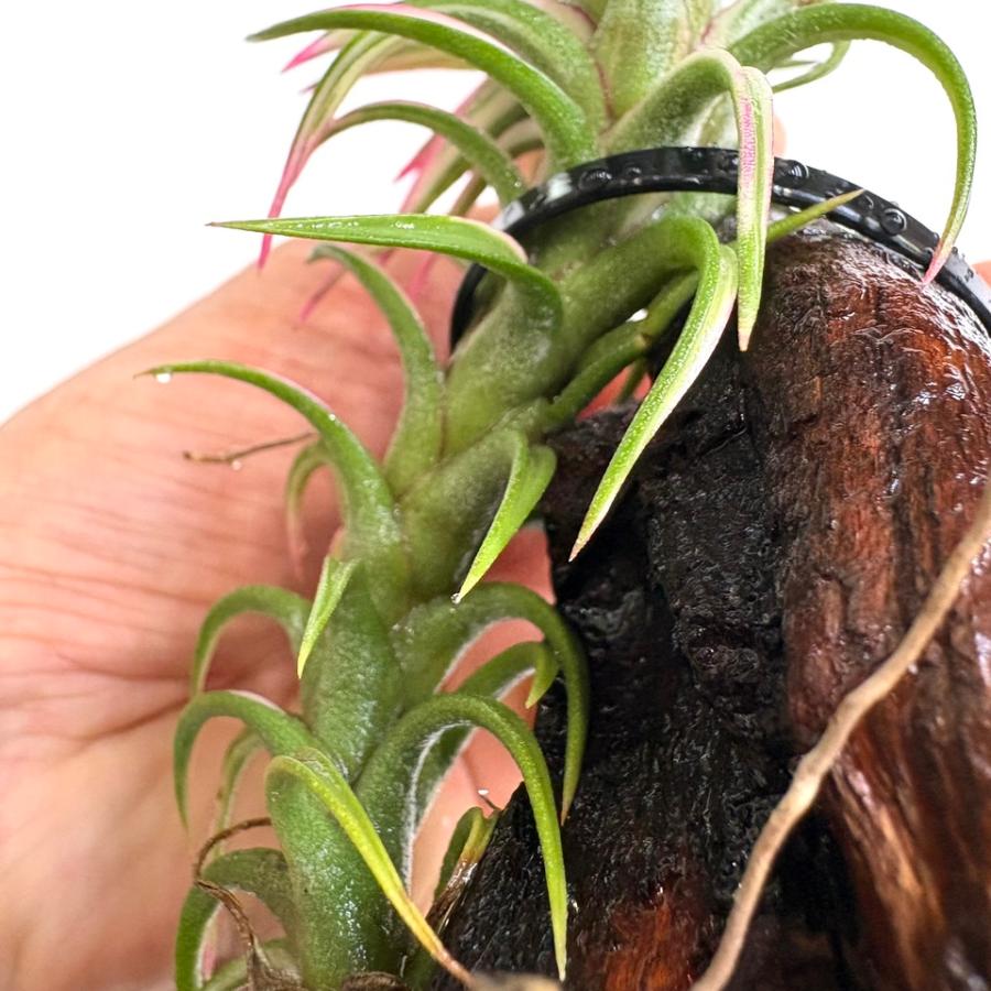 〈菫〉Tillandsia イオナンタ バンハイニンギー x ブルボーサベリーズ 菫〉Tillandsia イオナンタ バンハイニンギー x ブルボーサ