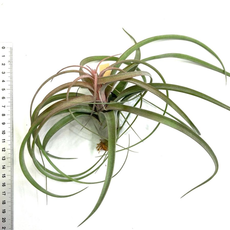 エアプランツ チランジア 超特大株 エクセルタ エアプランツ チランジア 超特大株 エクセルタ