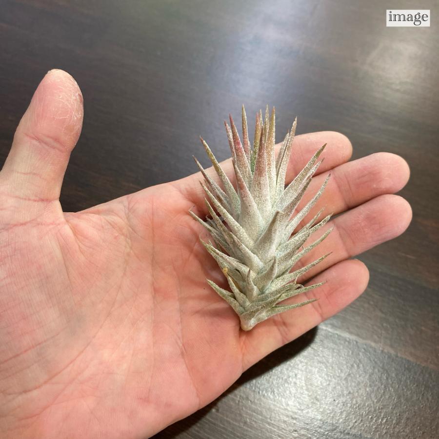 チランジア イオナンタ バンハイニンギー (エアープランツ