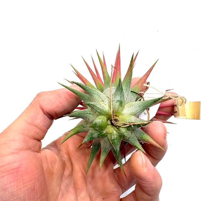 現品) チランジア イオナンタ 'ヘッジホッグ' (No.22333) (エアー