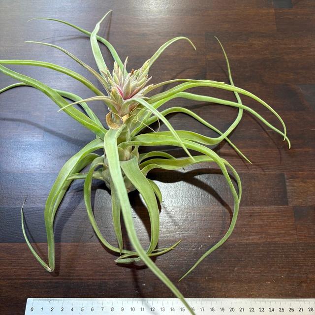 チランジア ストレプトフィラ チランジア ／ ストレプトフィラ M (T.streptophylla) ＊A01/Jun22