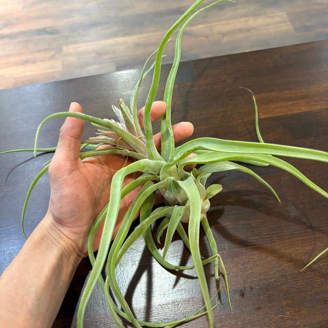 チランジア ストレプトフィラ ハイブリッド No.5738 チランジア ストレプトフィラ ハイブリッド No.5738