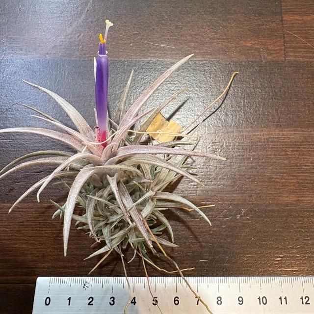 現品) チランジア (カピタータ ドミンゲンシス × バンハイニンギー