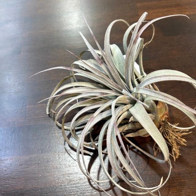 現品) チランジア サカパネンシス (No.22339) (エアープランツ