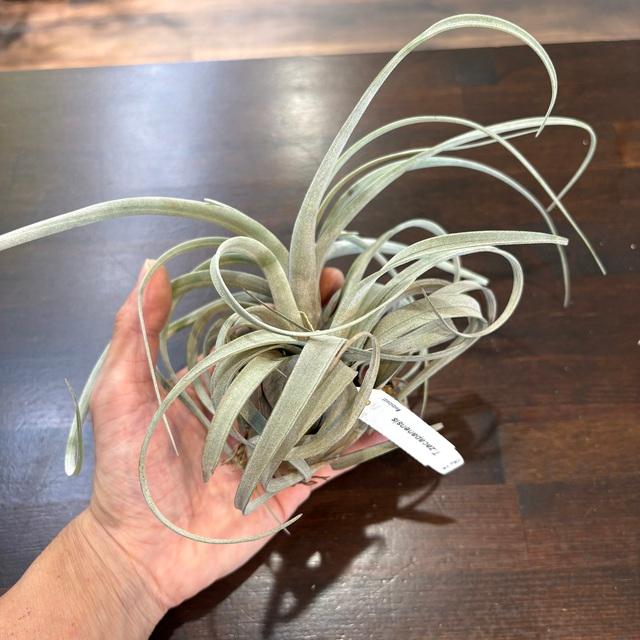 現品) チランジア サカパネンシス (No.22339) (エアープランツ