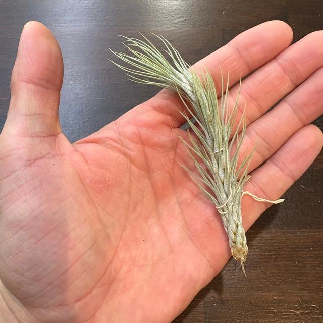 現品) チランジア 'ドミンゴズ スリム' (No.22386) (エアープランツ