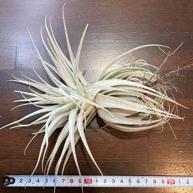 現品) チランジア ガルドネリ ルピコラ ライトパープルフラワー
