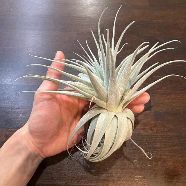 現品) チランジア ガルドネリ ルピコラ ライトパープルフラワー