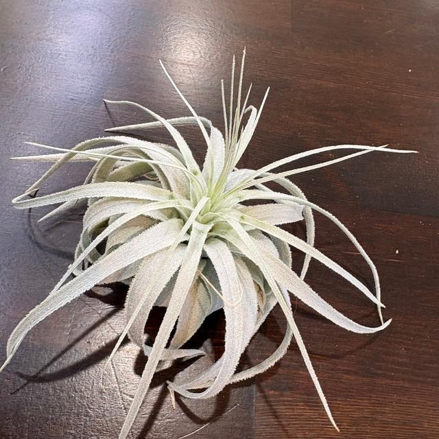 現品) チランジア チャペウエンシス (No.22432) (エアープランツ