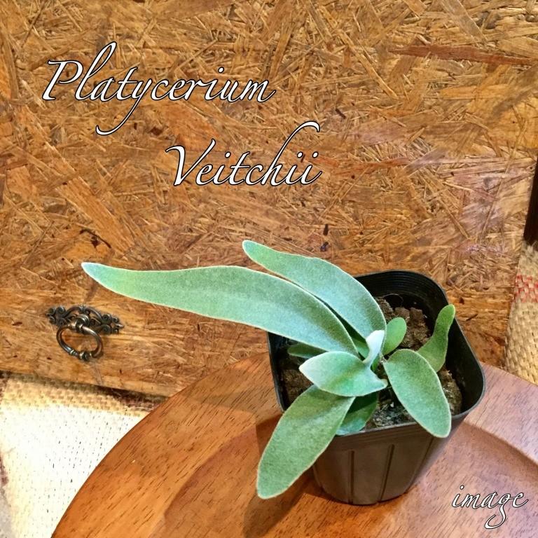 細長い葉が特徴的なコウモリラン ギガランキングｊｐ