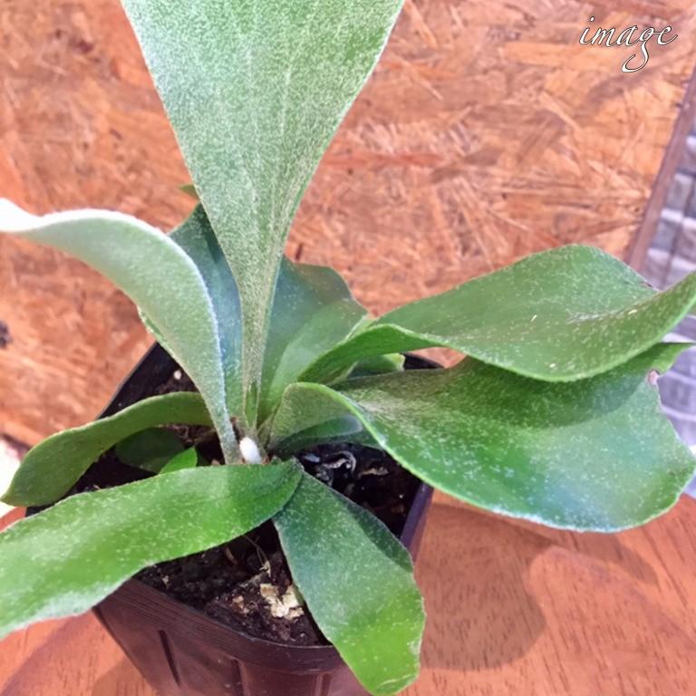 コウモリラン ネザランズ 3寸 ビカクシダ プラティセリウム 観葉植物 おしゃれ インテリア 吊り下げ 壁掛け ミニ 小型 室内 3号 ビフルカツム ネザーランド エアープランツ専門店b L 通販 Yahoo ショッピング