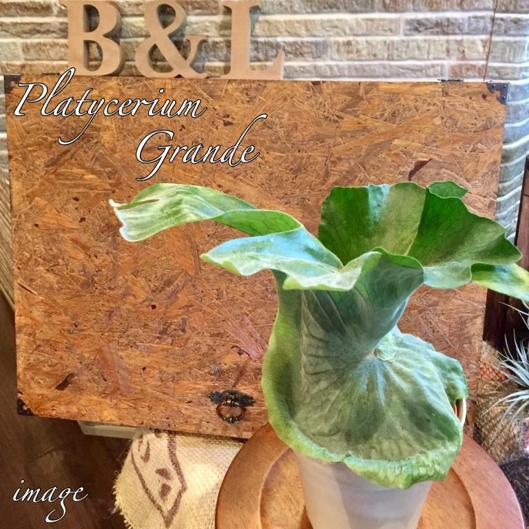 コウモリラン グランデ 5寸 ビカクシダ プラティセリウム 観葉植物 おしゃれ インテリア 吊り下げ 壁掛け 大型 室内 5号 Platycerium Grande エアープランツ専門店b L 通販 Yahoo ショッピング