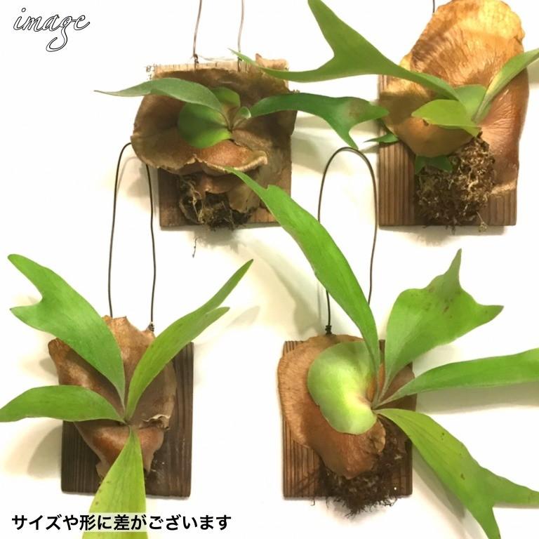 コウモリラン ネザランズ 木板 ビカクシダ プラティセリウム 観葉植物 おしゃれ インテリア 吊り下げ 壁掛け ミニ 小型 室内 ビフルカツム ネザーランド エアープランツ専門店b L 通販 Yahoo ショッピング