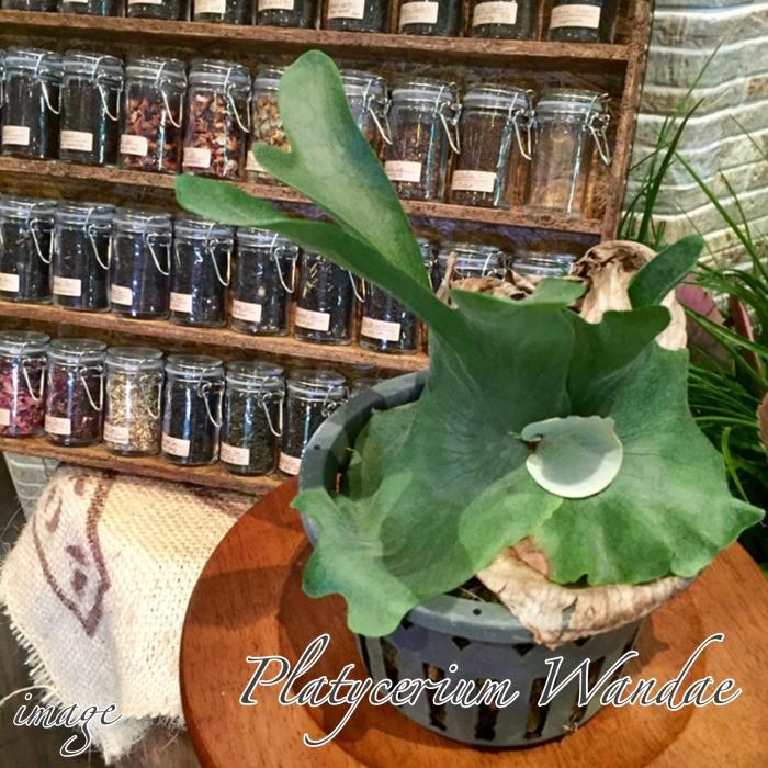 コウモリラン ワンダエ ビカクシダ プラティセリウム 観葉植物 おしゃれ インテリア 吊り下げ 壁掛け 大型 室内 Platycerium Wandae エアープランツ専門店b L 通販 Yahoo ショッピング