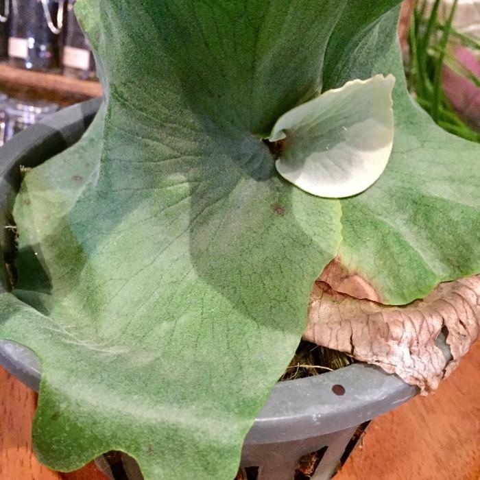 コウモリラン ワンダエ ビカクシダ プラティセリウム 観葉植物 おしゃれ インテリア 吊り下げ 壁掛け 大型 室内 Platycerium Wandae エアープランツ専門店b L 通販 Yahoo ショッピング