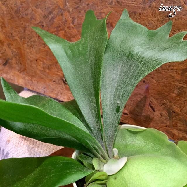 コウモリラン ネザランズ 4寸 観葉植物 ビカクシダ プラティセリウム おしゃれ 室内 ビフルカツム ネザーランド 4号 Platycerium Bifurcatum Netherlands エアープランツ専門店b L 通販 Yahoo ショッピング