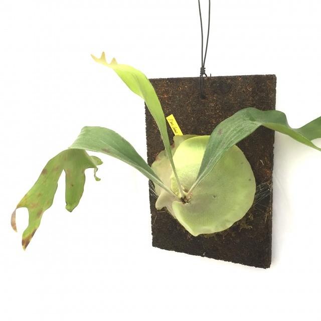 現品 コウモリラン マウントルイス No 401 ビカクシダ プラティセリウム 観葉植物 おしゃれ インテリア 吊り下げ 壁掛け ミニ 小型 室内 Www Dayanalangaro Com Br