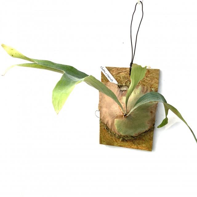 現品 コウモリラン 交配種 ビフルカツム マウントルイス No 408 ビカクシダ 観葉植物 おしゃれ インテリア 吊り下げ 壁掛け ミニ 小型 室内 Quantas Com Tw