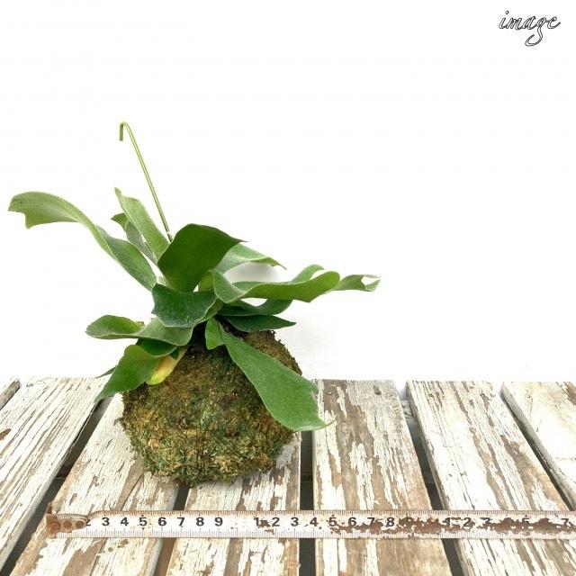 コウモリラン ネザランズ 苔玉 ビカクシダ プラティセリウム 観葉植物 おしゃれ インテリア 吊り下げ 壁掛け ミニ 小型 室内 ビフルカツム ネザーランド エアープランツ専門店b L 通販 Yahoo ショッピング