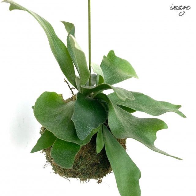 コウモリラン ネザランズ 苔玉 ビカクシダ プラティセリウム 観葉植物 おしゃれ インテリア 吊り下げ 壁掛け ミニ 小型 室内 ビフルカツム ネザーランド エアープランツ専門店b L 通販 Yahoo ショッピング