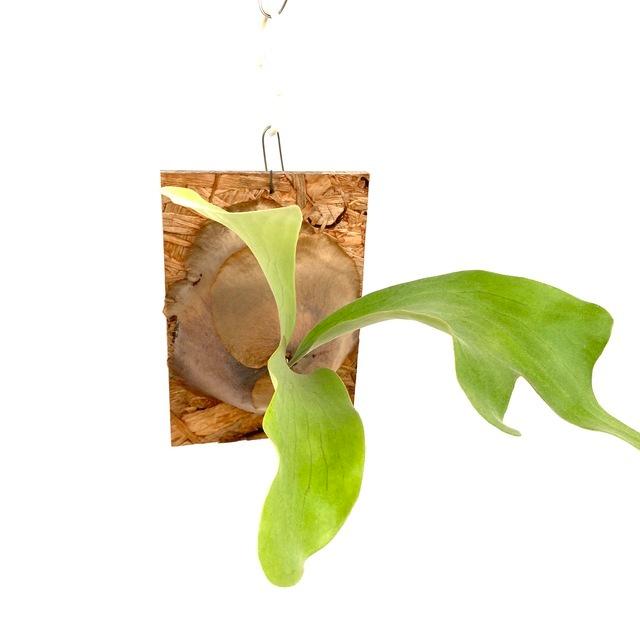 格安 現品 コウモリラン ヒリー パナマ No ビカクシダ プラティセリウム 観葉植物 おしゃれ インテリア 吊り下げ 壁掛け ミニ 小型 大型 室内 偉大な Www Johnydar Com