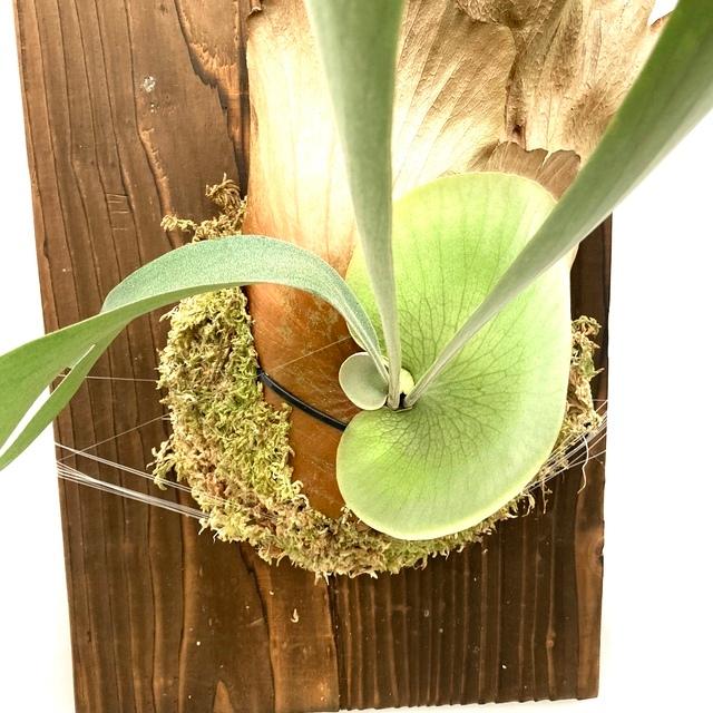 現品 コウモリラン ペガサス 交配種 No ビカクシダ プラティセリウム 観葉植物 おしゃれ インテリア 吊り下げ 壁掛け ミニ 小型 大型 室内 エアープランツ専門店b L 通販 Yahoo ショッピング