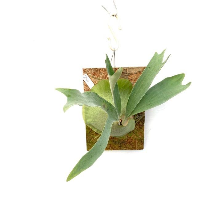 現品 コウモリラン 不明種 No 403 ビカクシダ プラティセリウム 観葉植物 おしゃれ インテリア 吊り下げ 壁掛け ミニ 小型 室内 Platycerium Sp 403 エアープランツ専門店b L 通販 Yahoo ショッピング