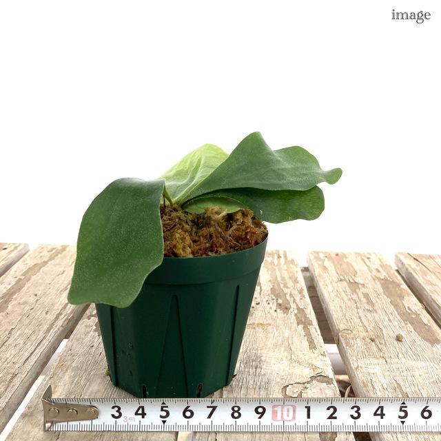 コウモリラン 交配種 エレファントティス アルシコルネ 3寸 メリクロン苗 ビカクシダ プラティセリウム 観葉植物 おしゃれ インテリア 吊り下げ エアープランツ専門店b L 通販 Yahoo ショッピング