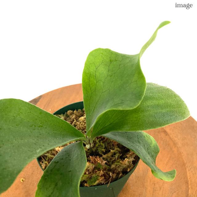 コウモリラン グランデ Grande Platycerium Spore ビカクシダ 板付 胞子苗 超爆安 胞子苗