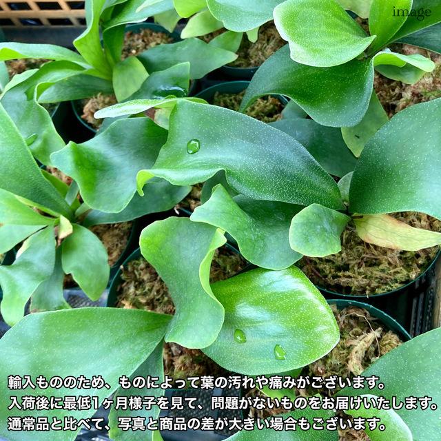 コウモリラン グランデ Grande Platycerium Spore ビカクシダ 板付 胞子苗 超爆安 胞子苗