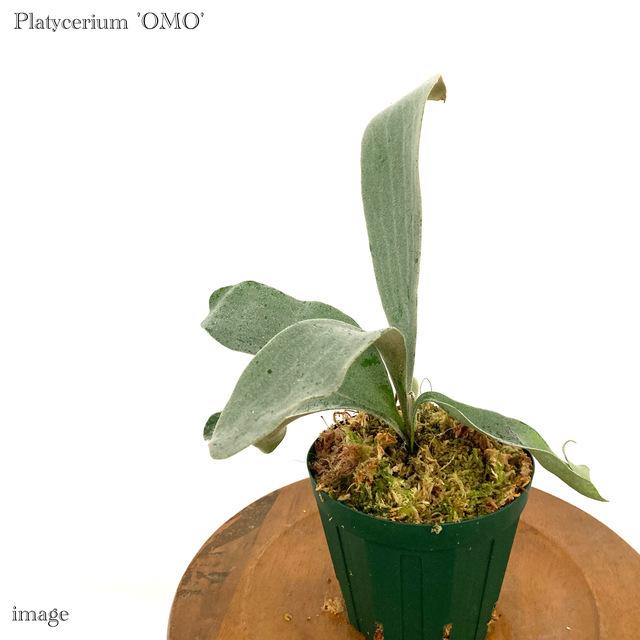 人気が高い コウモリラン オモ 4寸 メリクロン苗 ビカクシダ プラティセリウム 観葉植物 おしゃれ インテリア 吊り下げ ウィリンキー ディバーシフォリウム エアープランツ専門店b L 通販 Yahoo ショッピング 最新の激安 Www Maxipiso Com Ar